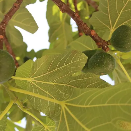 Nocleg ze śniadaniem Sojat