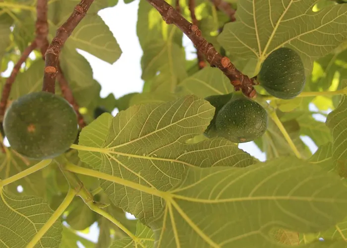 Alojamento de Acomodação e Pequeno-almoço Sojat