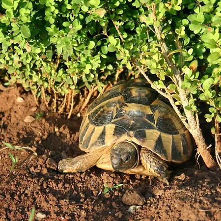 Sojat Bed & Breakfast