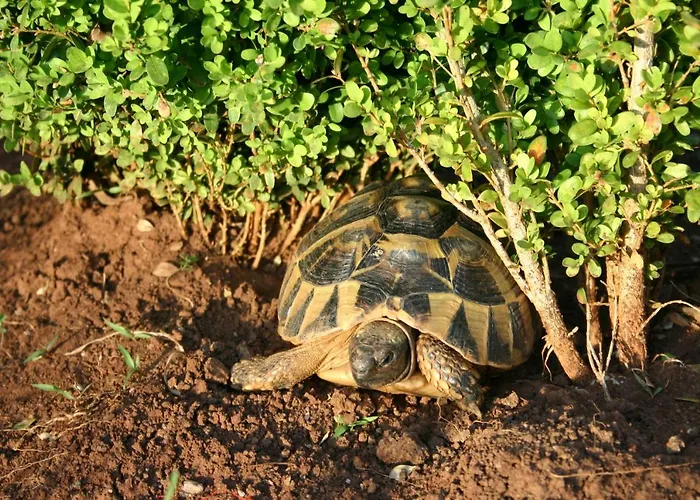 Sojat Bed and breakfast